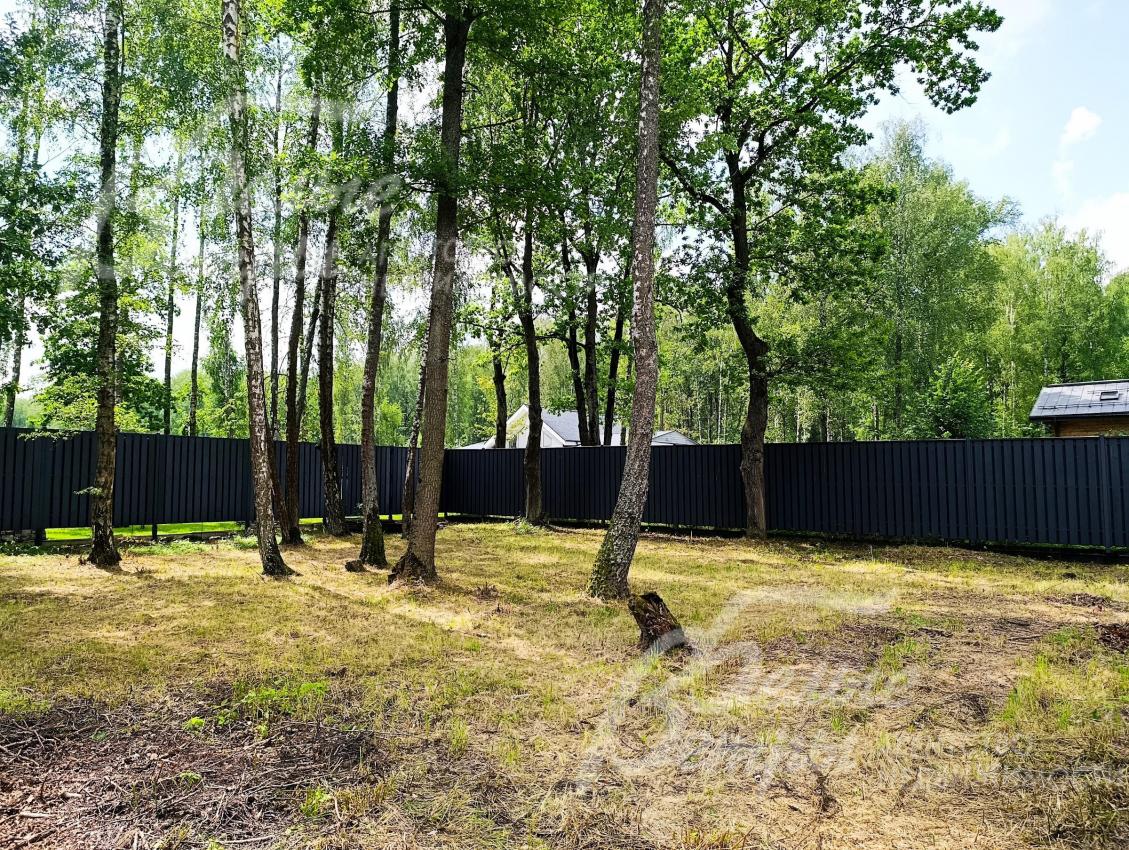 На участке частично сохранены вековые лесные березы