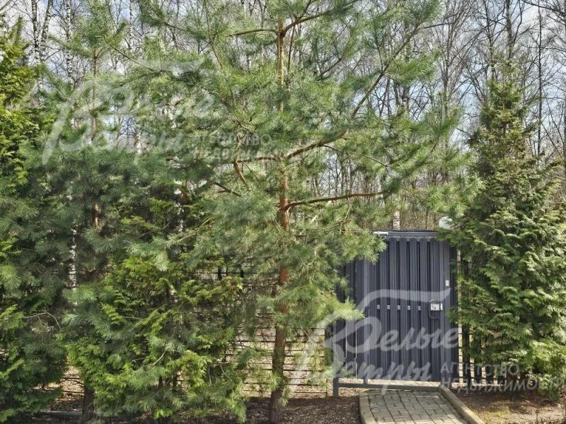 Выход в лес в поселке