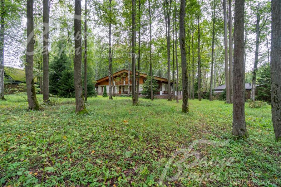 На участке 40 соток множество взрослых елей, берез, осин, лип