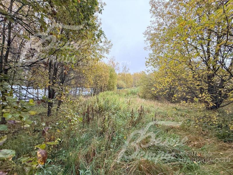 Природная территория с частично сохранёнными лесными деревьями может стать основой для эффектного проекта ландшафтного дизайна 