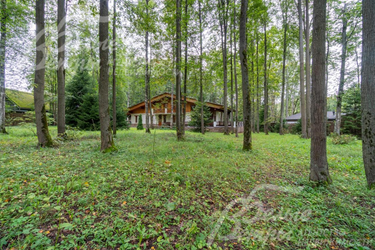 На участке 40 соток множество взрослых елей, берез, осин, лип