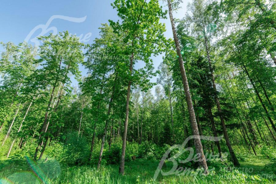 Взрослые лесные деревья на участке 4Га