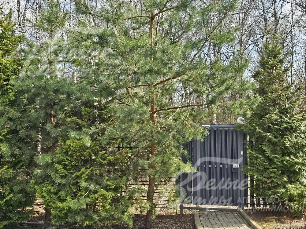 Выход в лес в поселке