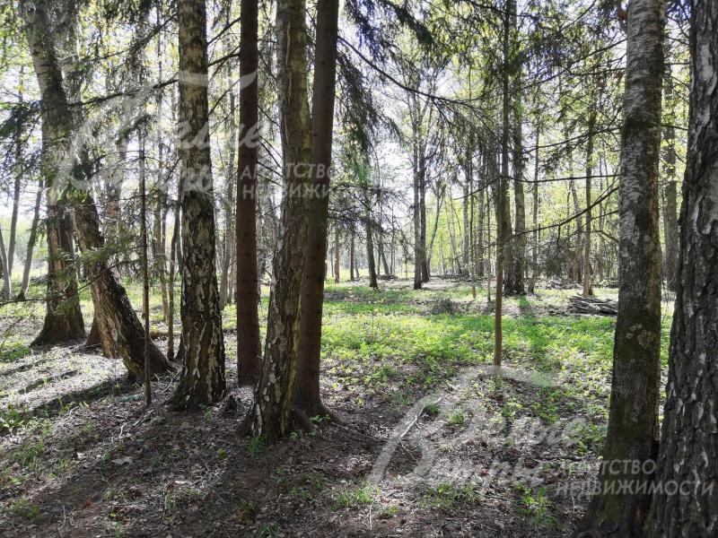 Участок с реликтовыми деревьями