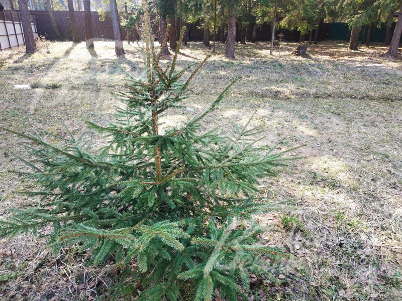 Участок с соснами