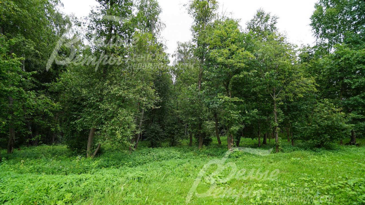 Участок граничит со взрослым лесом