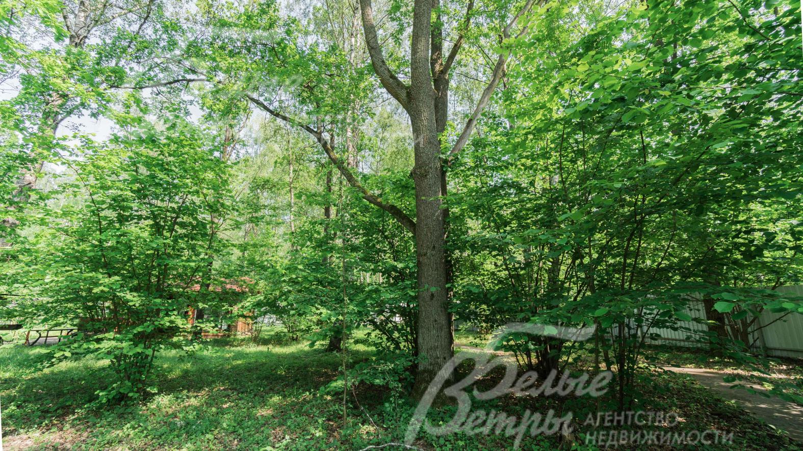 На участке 12 очень высоких дубов 