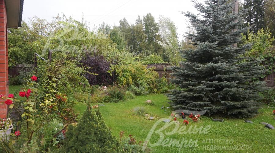 На участке растет множество разнообразных деревьев