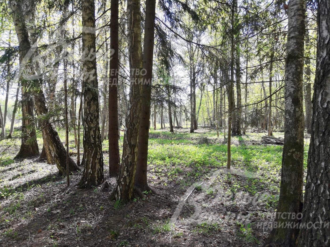 Участок с реликтовыми деревьями