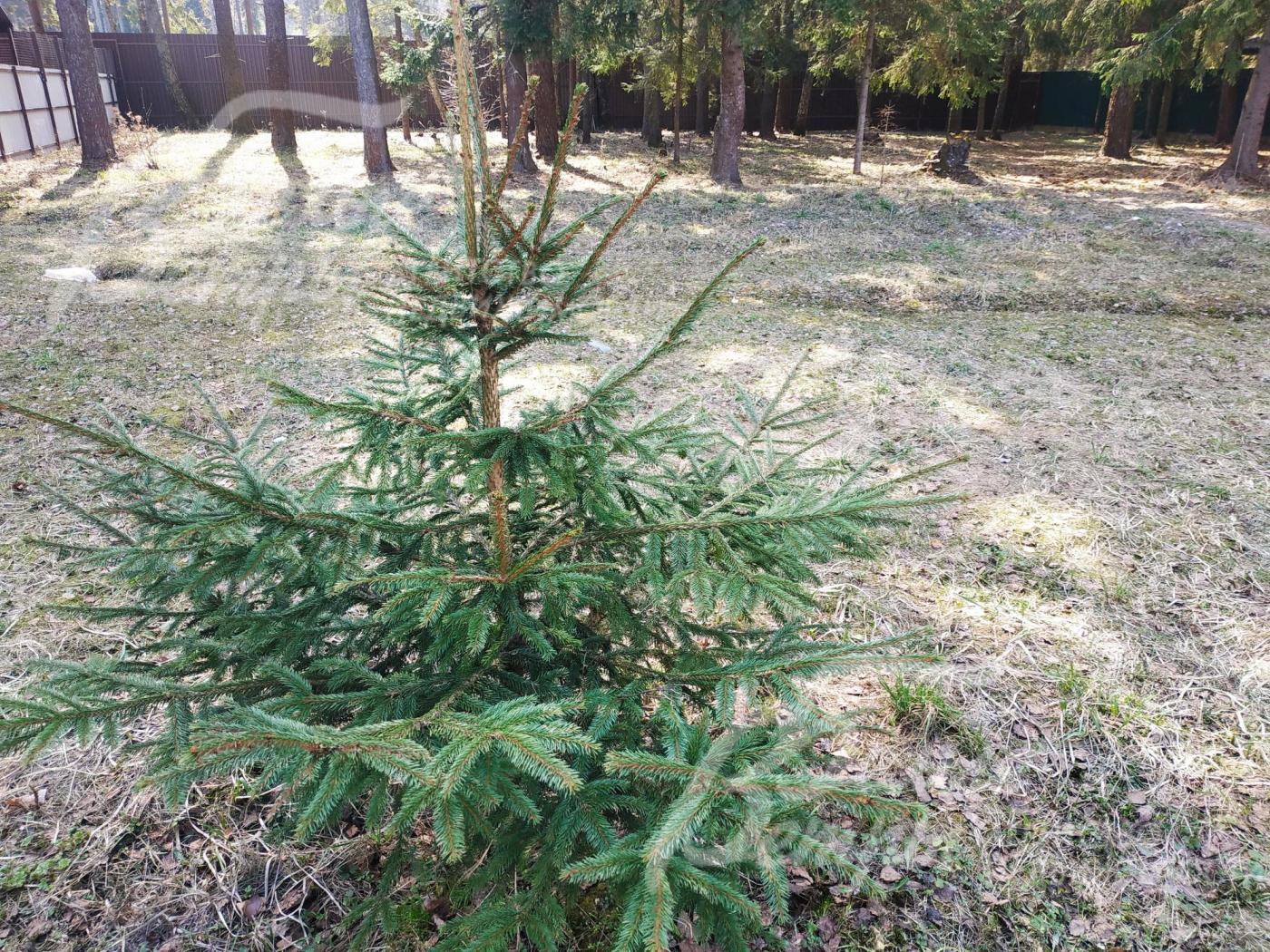 Участок с соснами