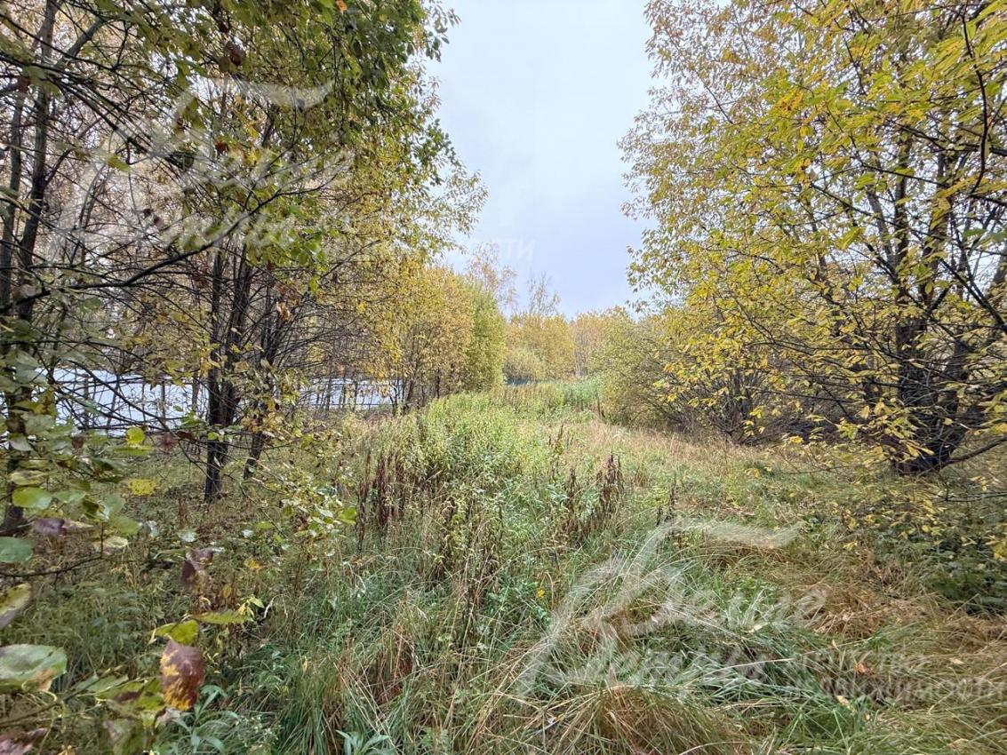 Природная территория с частично сохранёнными лесными деревьями может стать основой для эффектного проекта ландшафтного дизайна 